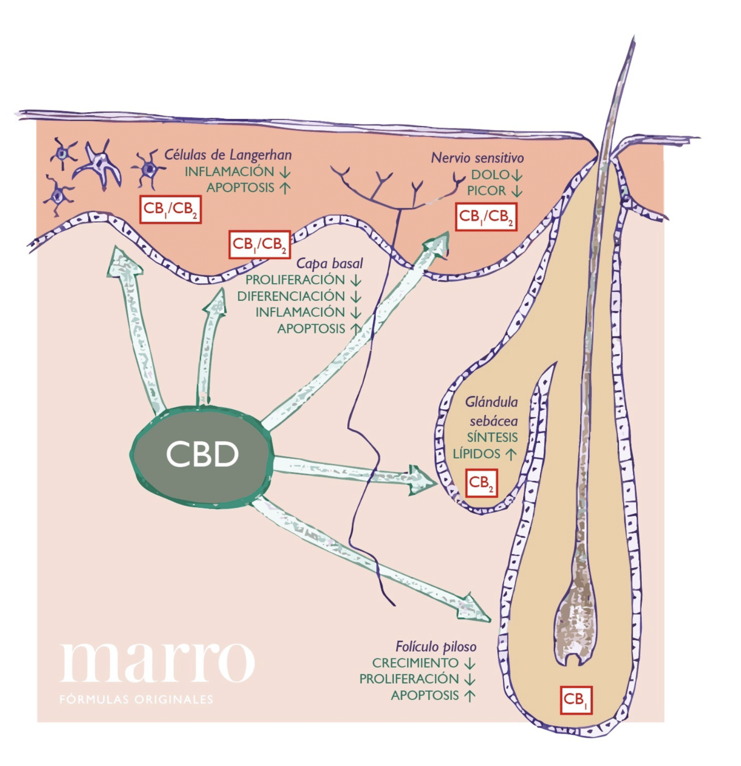 Efectos de la unión del CBD a los receptores CB1 y CB2 del Sistema Cannabinoide Endógeno.